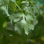 coriander